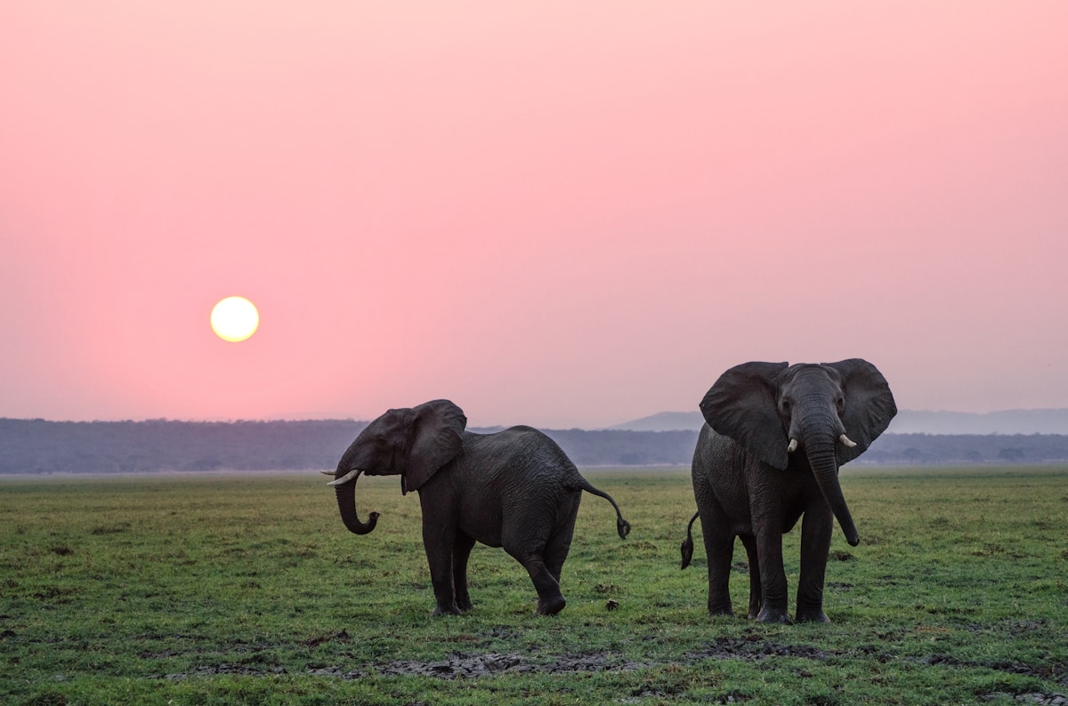 Illustration de l'article : Les animaux sauvages en anglais : vocabulaire complet par continent