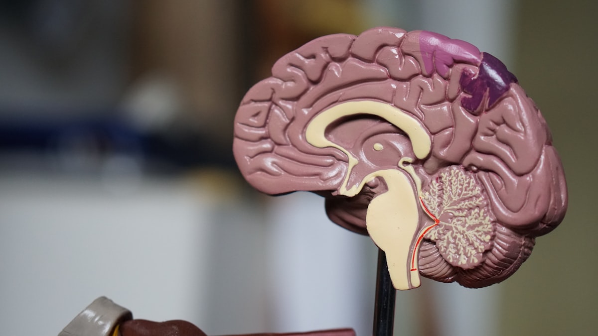 Illustration de l'article : Vocabulaire médical et santé en anglais : chez le médecin